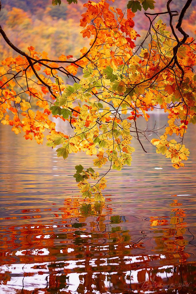 an autumn poster with leaves and water in the background