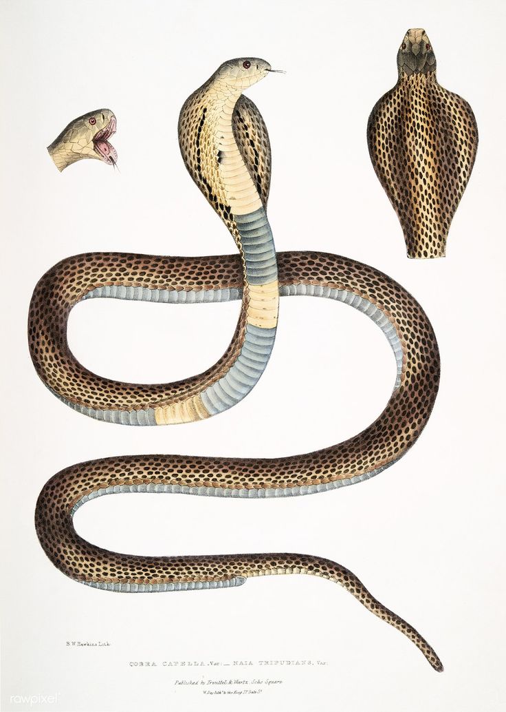 an illustration of a snake with its mouth open and two snakes on the ground next to it