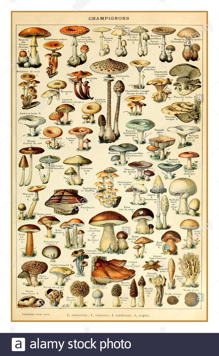 an illustration of different types of mushrooms on a white background with black border around the edges