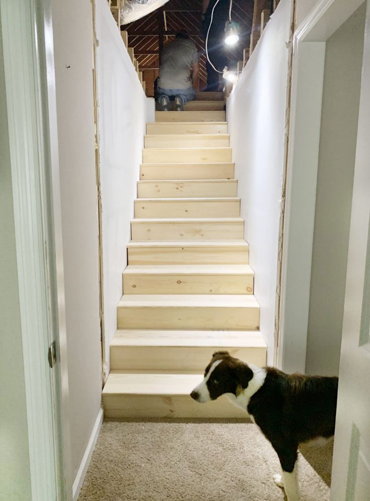 a dog is standing on the carpeted stairs in front of an open door and looking up