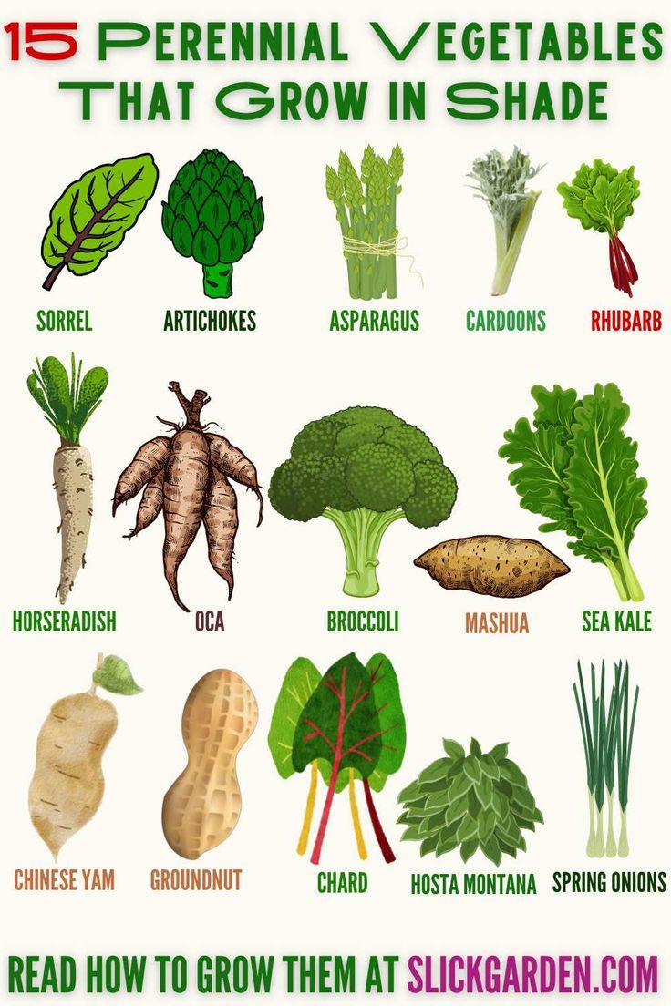 an image of vegetables that grow in shade and how to grow them at silk garden