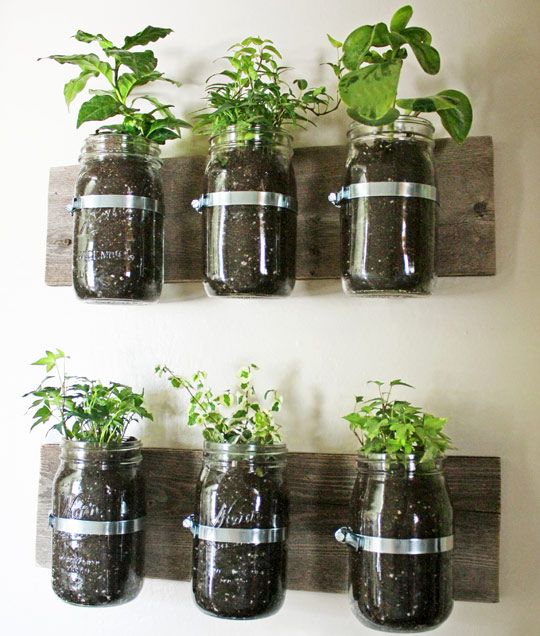 several mason jars with plants in them mounted on a wall