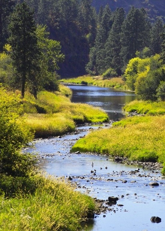 a river running through a lush green forest filled with lots of tall grass and trees