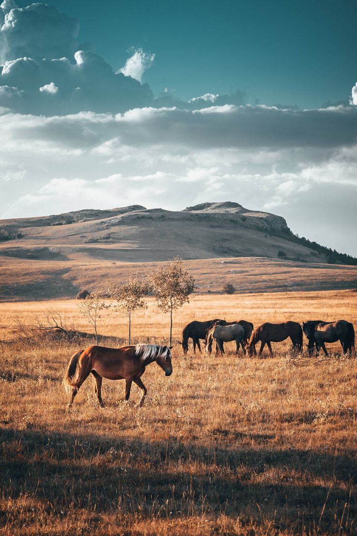 several horses are grazing in an open field