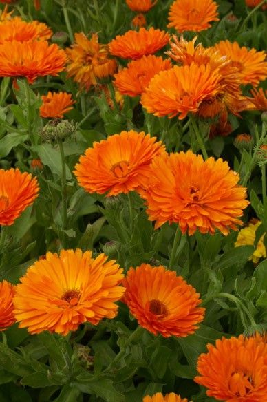 many orange flowers with green leaves in the background