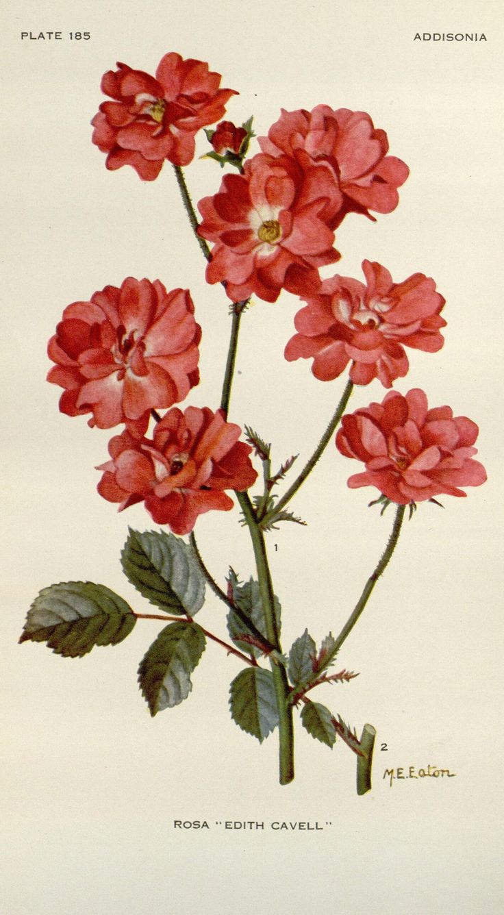 a drawing of red flowers with green leaves