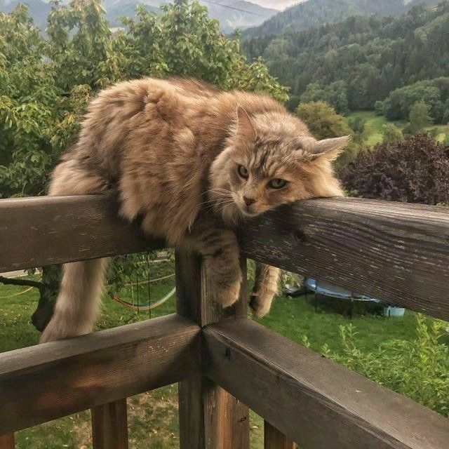 a cat is leaning over a wooden fence