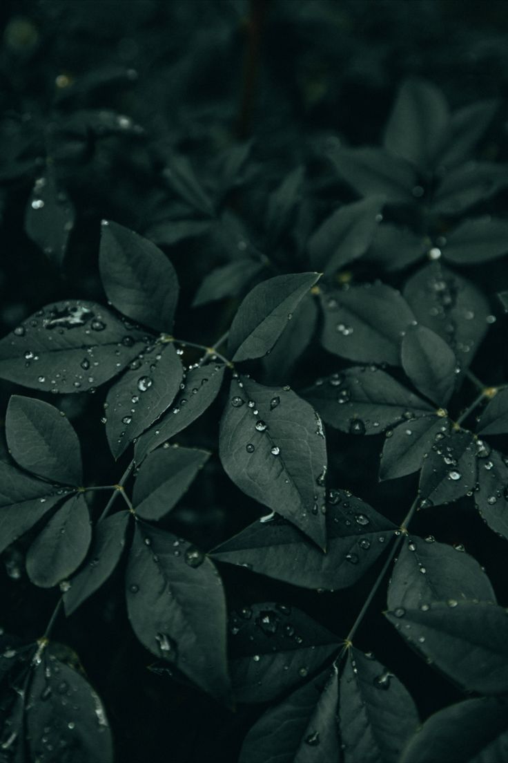 leaves with water droplets on them in the dark