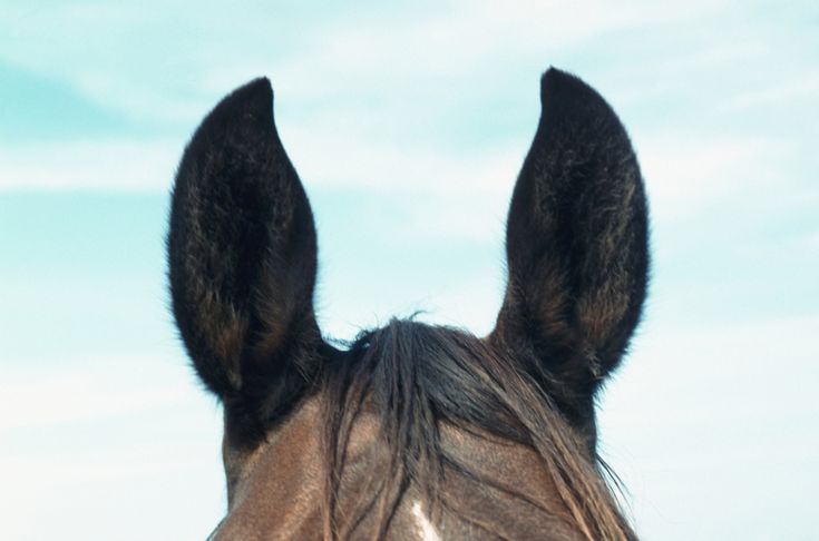 the head of a brown horse with black ears and long manes against a blue sky