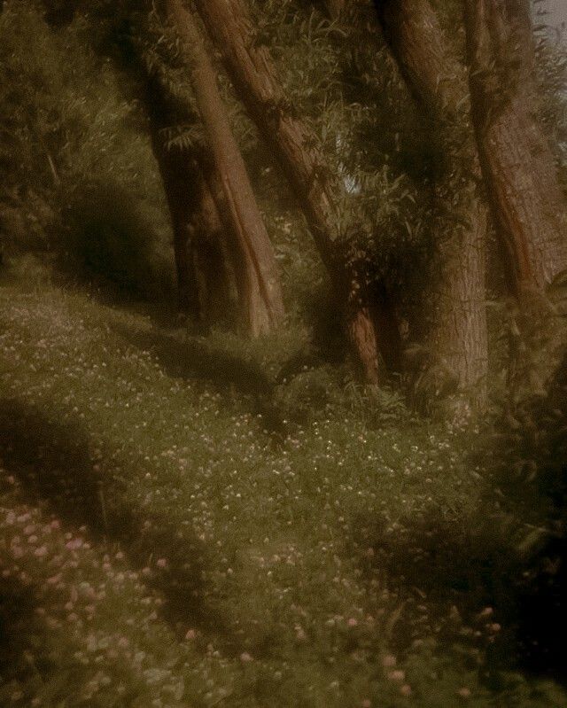 an old photo of trees and grass in the woods with flowers on the ground below