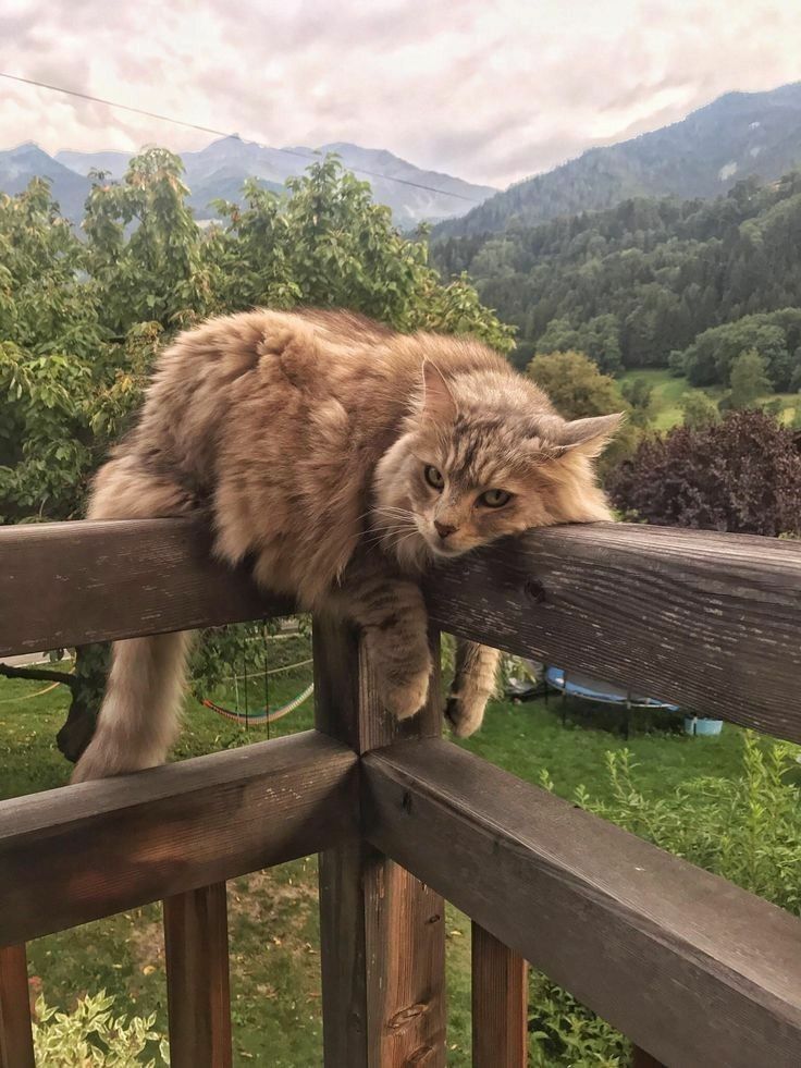 a cat that is sitting on top of a wooden fence looking at the camera with mountains in the background