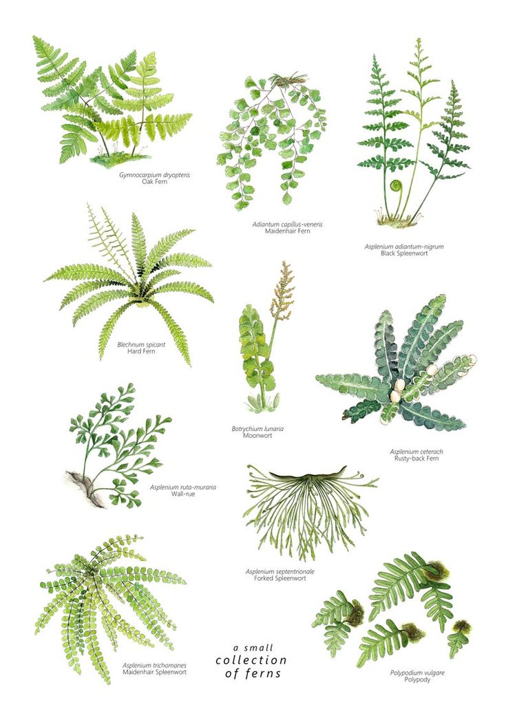 the different types of ferns and other plants are shown in this illustration, which shows them on