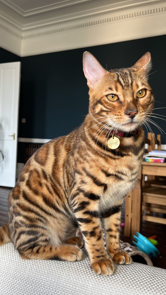 Bengal cat Brown Bengal Cat, Bengal Cat Facts, Gato Bengali, Tiger Cat, Cat Sanctuary, Dream's Cat, Bengal Kitten, Bengal Cats, Silly Cats Pictures