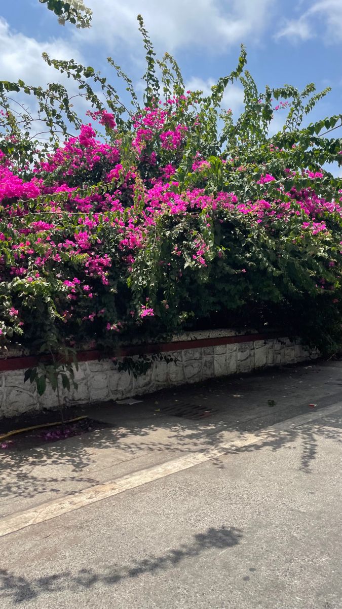 pink flowers are growing on the side of a road