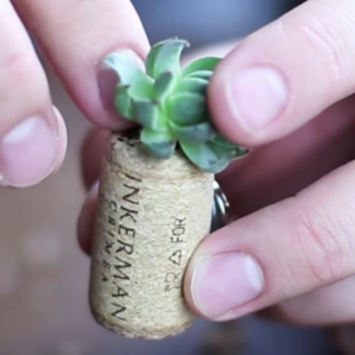 a person is holding a tiny plant in a cork