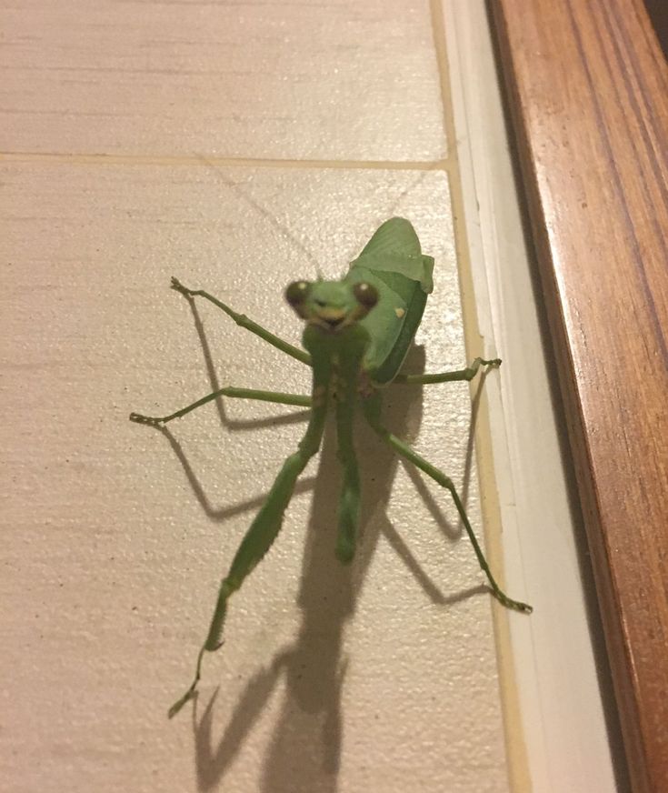 a green insect sitting on top of a wooden floor