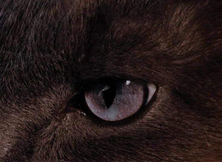 a cat's eye is shown in close up