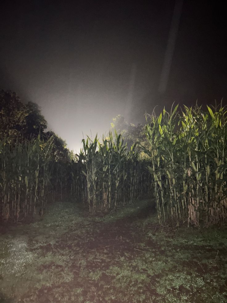 an image of a corn field at night