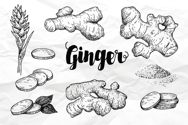 hand drawn illustration of ginger and other ingredients