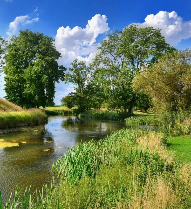 a small river running through a lush green forest filled with lots of tall grass and trees