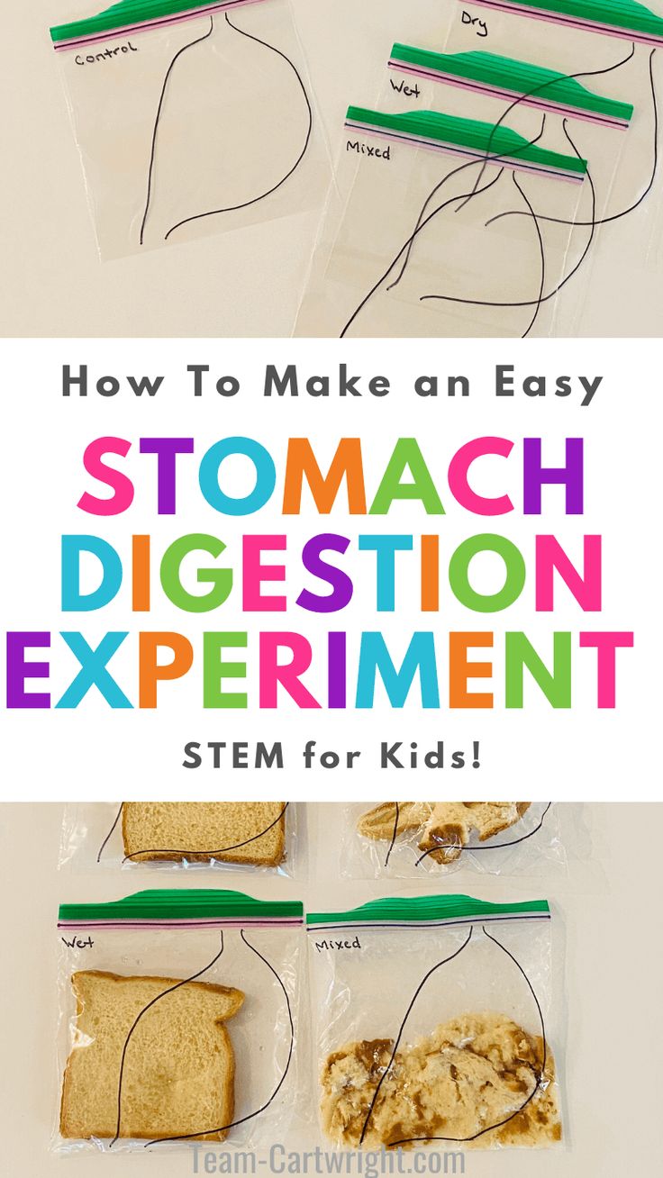 how to make an easy stomach digest experiment for kids with pictures and instructions