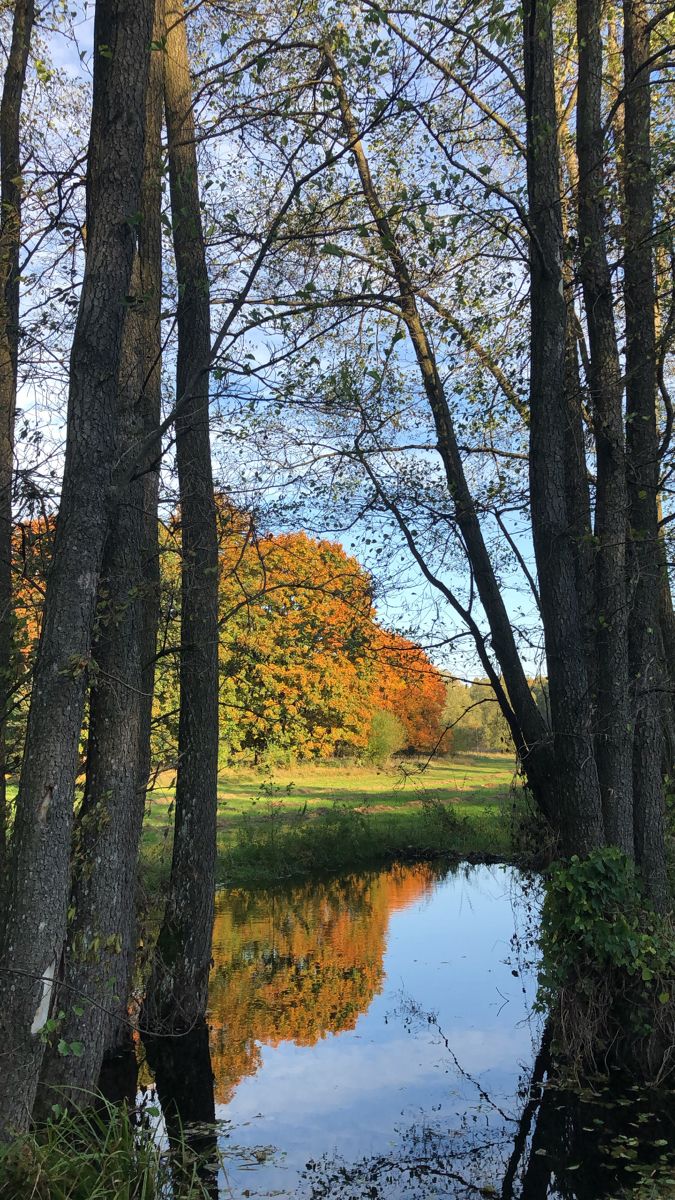 trees are reflected in the still water of a pond