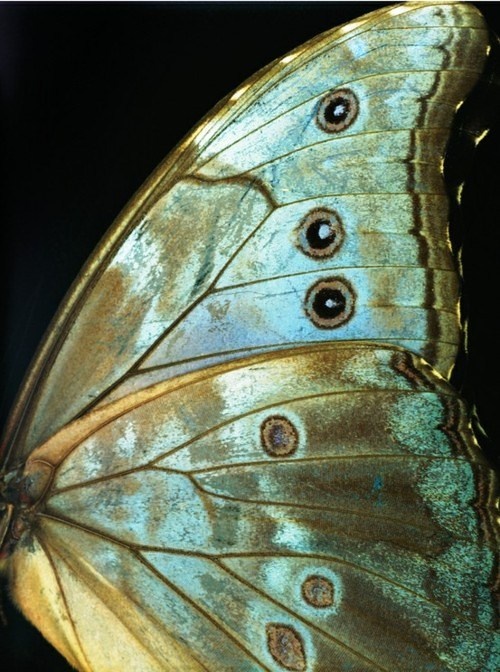 an image of a butterfly with its wings spread out