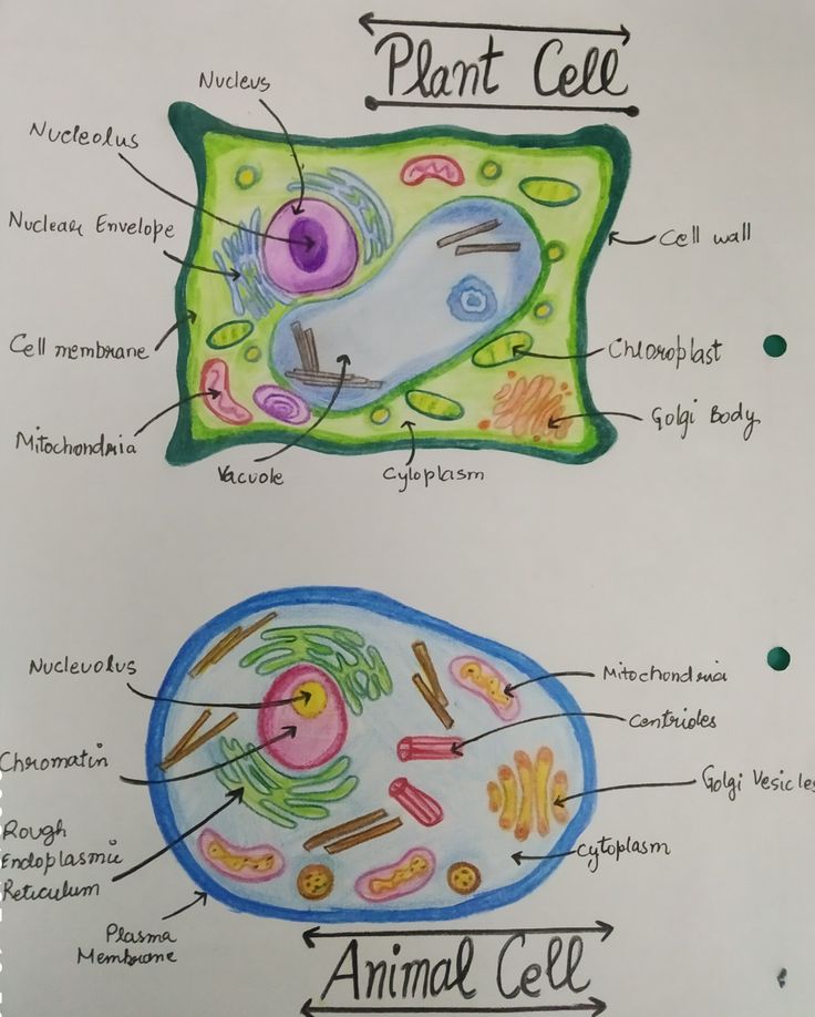 an animal cell and plant cell are labeled in the diagram on this sheet of paper