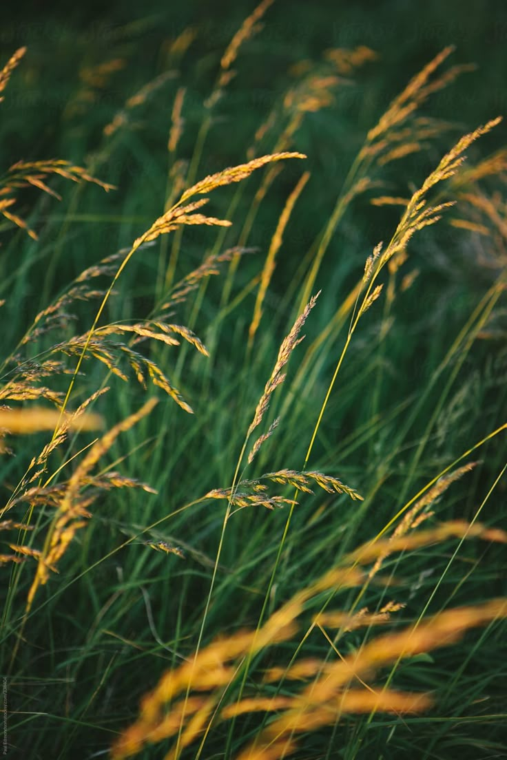 tall grass with yellow flowers in the foreground