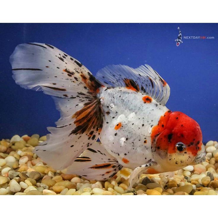 an orange and white fish with black spots on it's head is swimming in the water