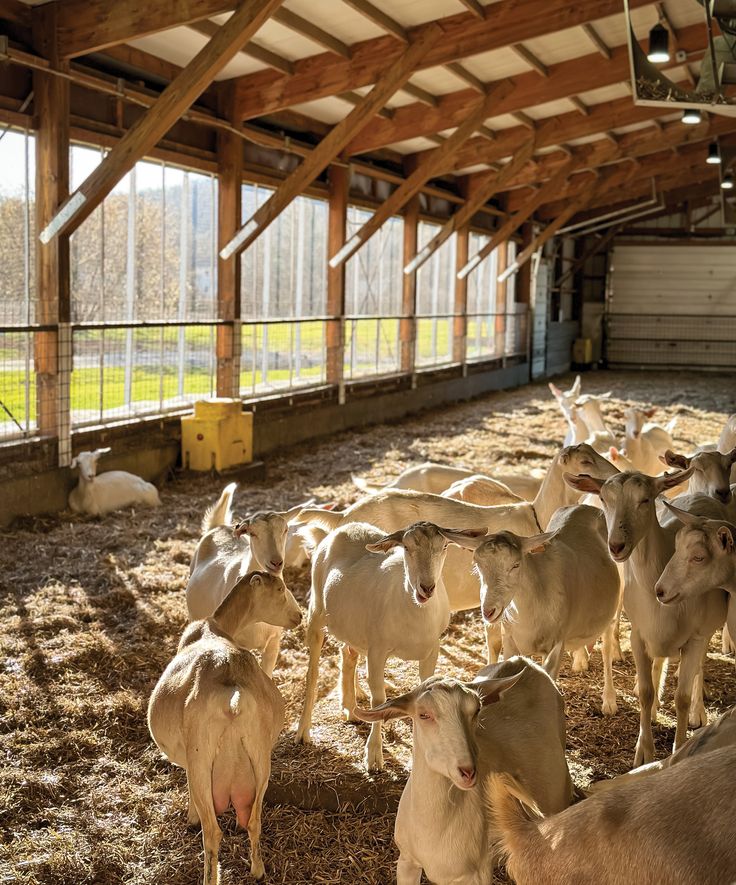 a herd of cattle standing inside of a barn