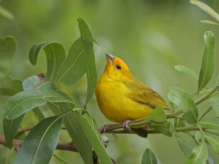 a yellow bird sitting on top of a tree branch next to green leaves and branches