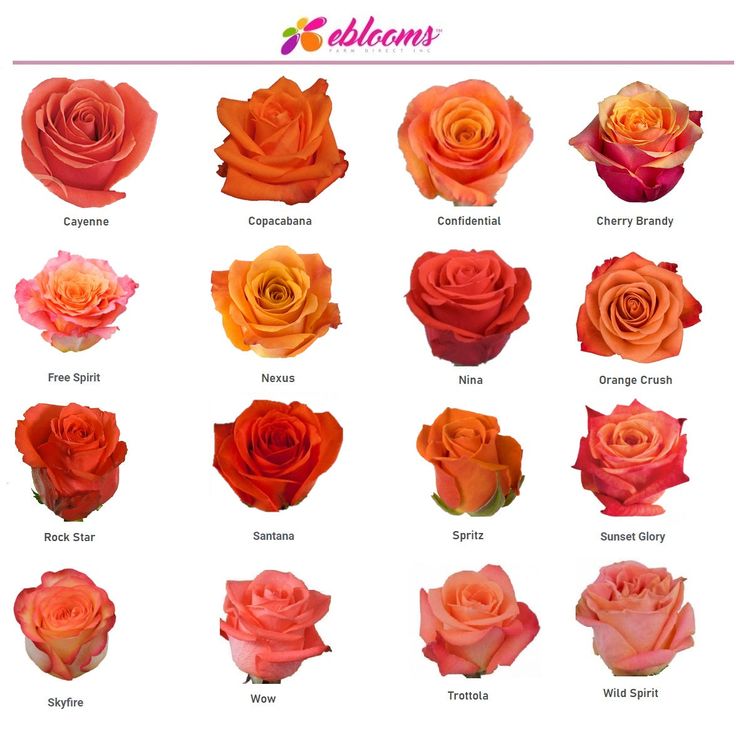 an image of different types of roses