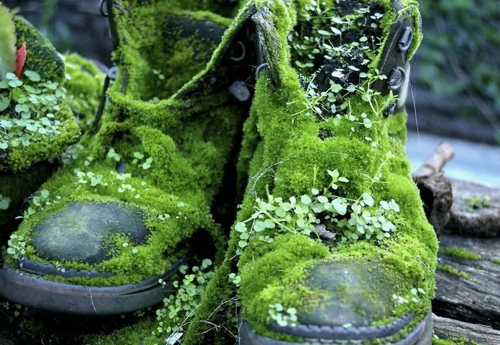 moss covered shoes sitting on top of a wooden bench