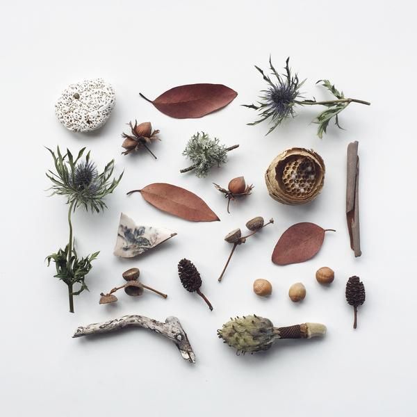 an assortment of different types of plants and nuts on a white surface with space for text