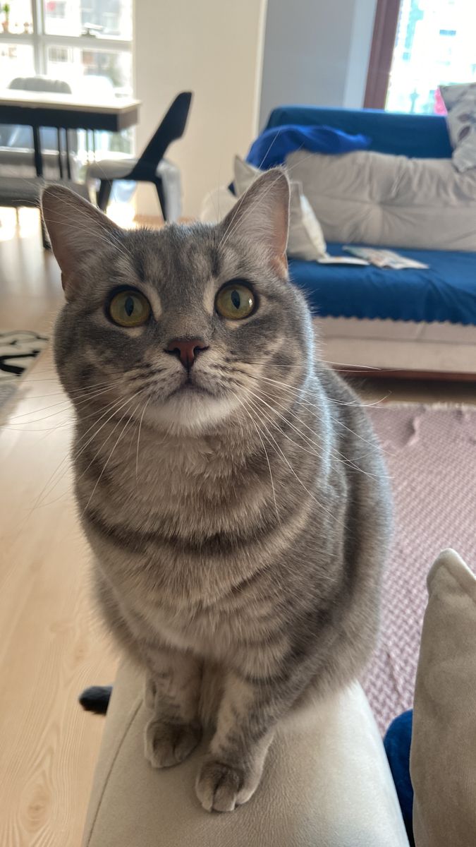 a grey cat sitting on top of a white couch in a living room next to a blue chair