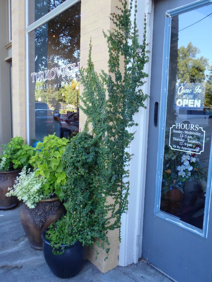 two large potted plants sitting on the side of a building next to a door