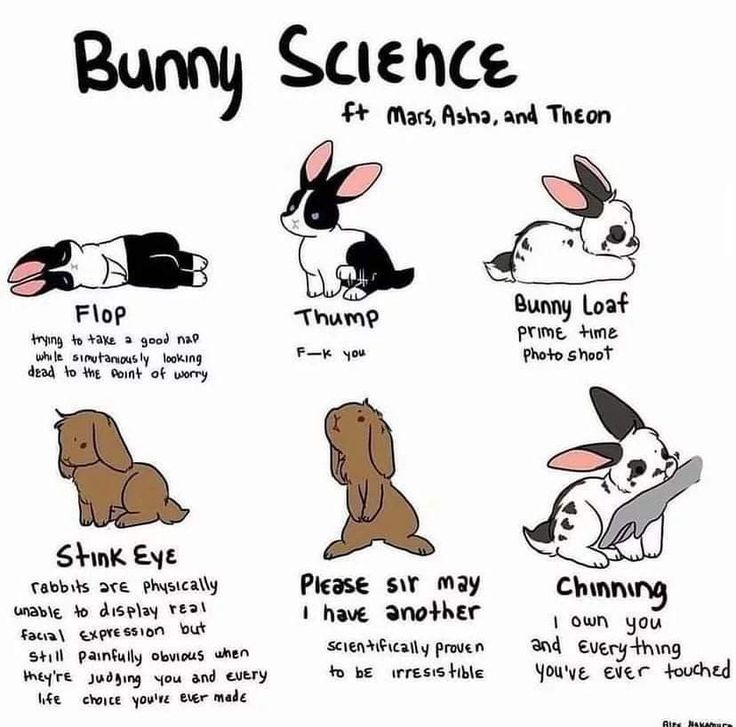 bunny science poster with instructions on how to use them