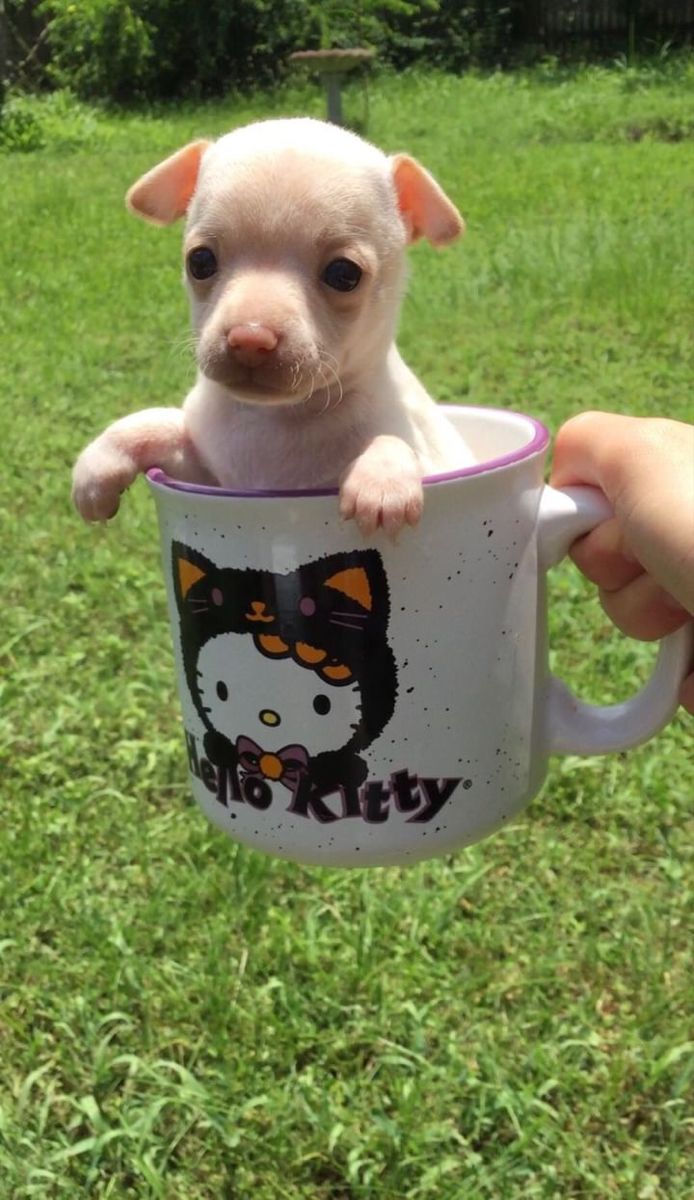 Tea cup chihuahua in a mug 
Hello kitty Halloween mug Tea Cup Chihuahua, In A Mug, Tea Cup, Chihuahua, Tea Cups, Puppies, Mug, Tea