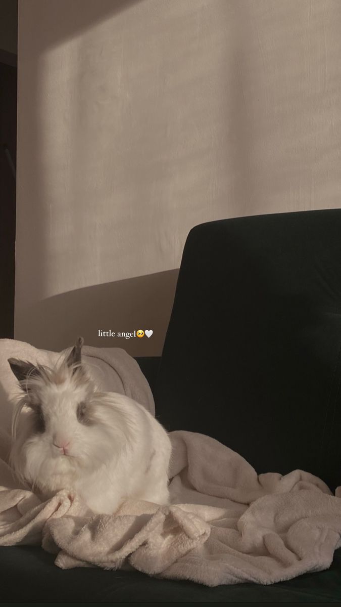 a white cat laying on top of a bed under a blanket next to a window