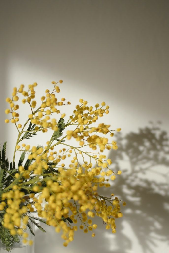 a vase with yellow flowers in it on a white table next to a shadow of a wall