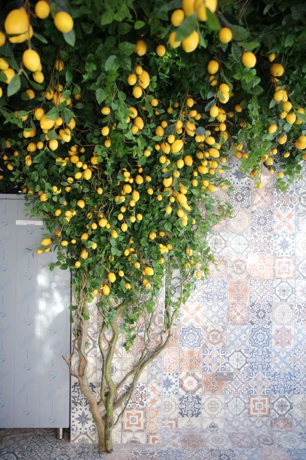 a tree with lots of lemons growing on it in front of a tiled wall