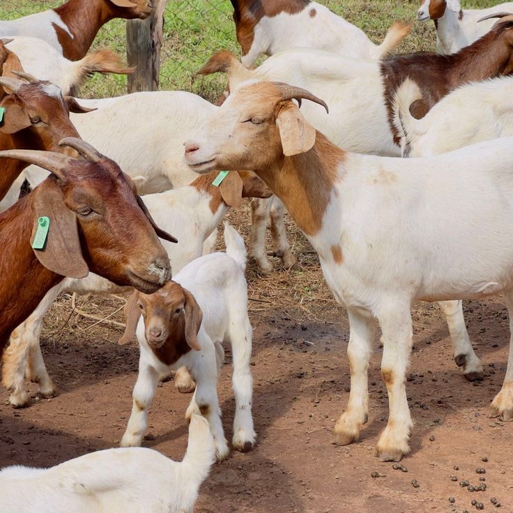 a herd of goats standing next to each other on a dirt field with grass and trees in the background