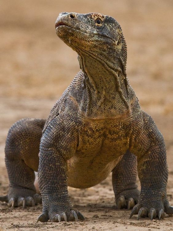 a large lizard sitting on top of a dirt field