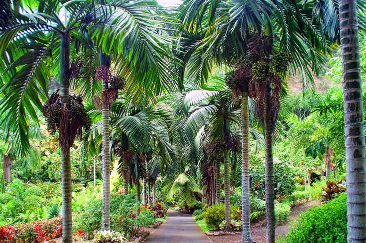 palm trees line the path to a tropical garden