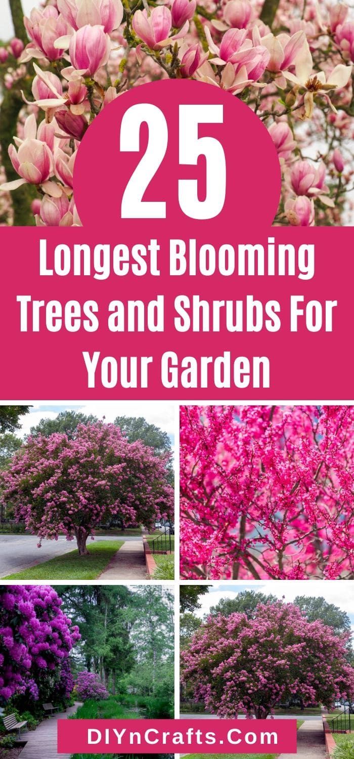 the 25 best blooming trees and shrubs for your garden is featured in this article