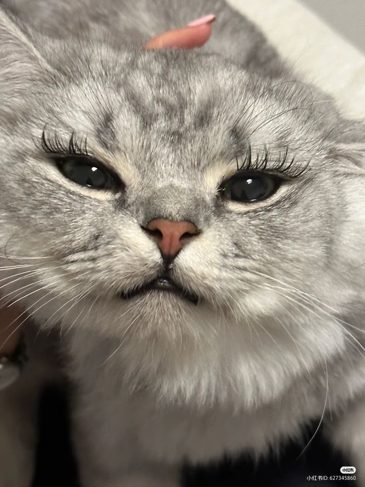 a gray cat with black eyes and pink nose mark on it's forehead looking at the camera