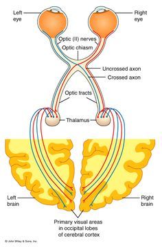 an image of the anatomy of the brain and its major structures, including the cranins