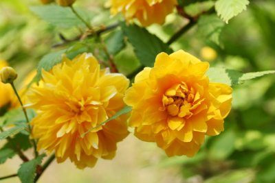 two yellow flowers with green leaves in the background