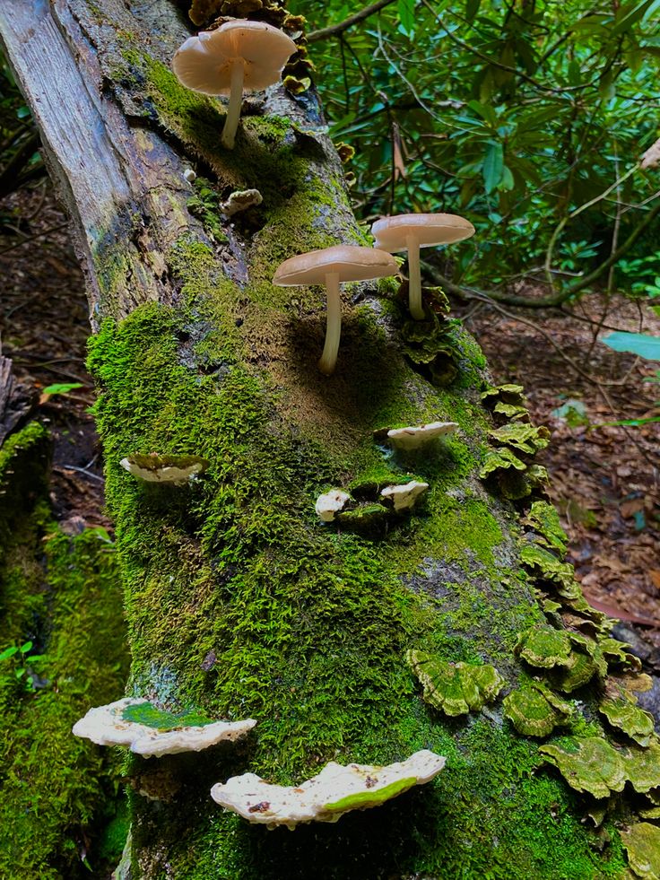 mushrooms growing on the side of a mossy tree in the forest with green leaves